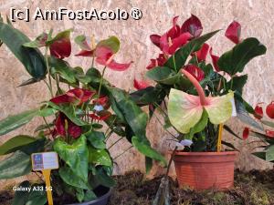 [P22] Festivalul Florilor din Madeira » foto by nicole33
 - 
<span class="allrVoted glyphicon glyphicon-heart hidden" id="av1492442"></span>
<a class="m-l-10 hidden" id="sv1492442" onclick="voting_Foto_DelVot(,1492442,4289)" role="button">șterge vot <span class="glyphicon glyphicon-remove"></span></a>
<a id="v91492442" class=" c-red"  onclick="voting_Foto_SetVot(1492442)" role="button"><span class="glyphicon glyphicon-heart-empty"></span> <b>LIKE</b> = Votează poza</a> <img class="hidden"  id="f1492442W9" src="/imagini/loader.gif" border="0" /><span class="AjErrMes hidden" id="e1492442ErM"></span>