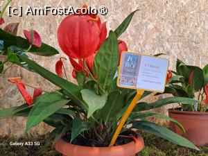 [P23] Festivalul Florilor din Madeira » foto by nicole33
 - 
<span class="allrVoted glyphicon glyphicon-heart hidden" id="av1492443"></span>
<a class="m-l-10 hidden" id="sv1492443" onclick="voting_Foto_DelVot(,1492443,4289)" role="button">șterge vot <span class="glyphicon glyphicon-remove"></span></a>
<a id="v91492443" class=" c-red"  onclick="voting_Foto_SetVot(1492443)" role="button"><span class="glyphicon glyphicon-heart-empty"></span> <b>LIKE</b> = Votează poza</a> <img class="hidden"  id="f1492443W9" src="/imagini/loader.gif" border="0" /><span class="AjErrMes hidden" id="e1492443ErM"></span>