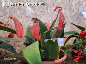 [P24] Festivalul Florilor din Madeira » foto by nicole33
 - 
<span class="allrVoted glyphicon glyphicon-heart hidden" id="av1492444"></span>
<a class="m-l-10 hidden" id="sv1492444" onclick="voting_Foto_DelVot(,1492444,4289)" role="button">șterge vot <span class="glyphicon glyphicon-remove"></span></a>
<a id="v91492444" class=" c-red"  onclick="voting_Foto_SetVot(1492444)" role="button"><span class="glyphicon glyphicon-heart-empty"></span> <b>LIKE</b> = Votează poza</a> <img class="hidden"  id="f1492444W9" src="/imagini/loader.gif" border="0" /><span class="AjErrMes hidden" id="e1492444ErM"></span>