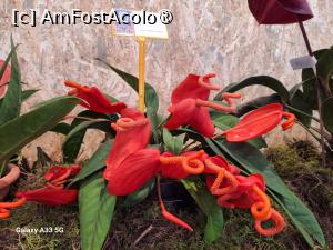 [P25] Festivalul Florilor din Madeira » foto by nicole33
 - 
<span class="allrVoted glyphicon glyphicon-heart hidden" id="av1492445"></span>
<a class="m-l-10 hidden" id="sv1492445" onclick="voting_Foto_DelVot(,1492445,4289)" role="button">șterge vot <span class="glyphicon glyphicon-remove"></span></a>
<a id="v91492445" class=" c-red"  onclick="voting_Foto_SetVot(1492445)" role="button"><span class="glyphicon glyphicon-heart-empty"></span> <b>LIKE</b> = Votează poza</a> <img class="hidden"  id="f1492445W9" src="/imagini/loader.gif" border="0" /><span class="AjErrMes hidden" id="e1492445ErM"></span>