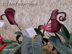 [P26] Festivalul Florilor din Madeira » foto by nicole33
 - 
<span class="allrVoted glyphicon glyphicon-heart hidden" id="av1492446"></span>
<a class="m-l-10 hidden" id="sv1492446" onclick="voting_Foto_DelVot(,1492446,4289)" role="button">șterge vot <span class="glyphicon glyphicon-remove"></span></a>
<a id="v91492446" class=" c-red"  onclick="voting_Foto_SetVot(1492446)" role="button"><span class="glyphicon glyphicon-heart-empty"></span> <b>LIKE</b> = Votează poza</a> <img class="hidden"  id="f1492446W9" src="/imagini/loader.gif" border="0" /><span class="AjErrMes hidden" id="e1492446ErM"></span>