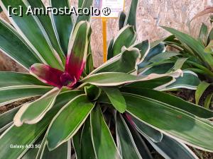 [P27] Festivalul Florilor din Madeira » foto by nicole33
 - 
<span class="allrVoted glyphicon glyphicon-heart hidden" id="av1492447"></span>
<a class="m-l-10 hidden" id="sv1492447" onclick="voting_Foto_DelVot(,1492447,4289)" role="button">șterge vot <span class="glyphicon glyphicon-remove"></span></a>
<a id="v91492447" class=" c-red"  onclick="voting_Foto_SetVot(1492447)" role="button"><span class="glyphicon glyphicon-heart-empty"></span> <b>LIKE</b> = Votează poza</a> <img class="hidden"  id="f1492447W9" src="/imagini/loader.gif" border="0" /><span class="AjErrMes hidden" id="e1492447ErM"></span>