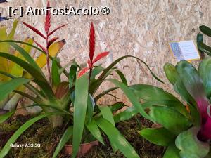 [P28] Festivalul Florilor din Madeira » foto by nicole33
 - 
<span class="allrVoted glyphicon glyphicon-heart hidden" id="av1492448"></span>
<a class="m-l-10 hidden" id="sv1492448" onclick="voting_Foto_DelVot(,1492448,4289)" role="button">șterge vot <span class="glyphicon glyphicon-remove"></span></a>
<a id="v91492448" class=" c-red"  onclick="voting_Foto_SetVot(1492448)" role="button"><span class="glyphicon glyphicon-heart-empty"></span> <b>LIKE</b> = Votează poza</a> <img class="hidden"  id="f1492448W9" src="/imagini/loader.gif" border="0" /><span class="AjErrMes hidden" id="e1492448ErM"></span>