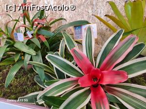 [P29] Festivalul Florilor din Madeira » foto by nicole33
 - 
<span class="allrVoted glyphicon glyphicon-heart hidden" id="av1492449"></span>
<a class="m-l-10 hidden" id="sv1492449" onclick="voting_Foto_DelVot(,1492449,4289)" role="button">șterge vot <span class="glyphicon glyphicon-remove"></span></a>
<a id="v91492449" class=" c-red"  onclick="voting_Foto_SetVot(1492449)" role="button"><span class="glyphicon glyphicon-heart-empty"></span> <b>LIKE</b> = Votează poza</a> <img class="hidden"  id="f1492449W9" src="/imagini/loader.gif" border="0" /><span class="AjErrMes hidden" id="e1492449ErM"></span>