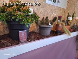 [P31] Festivalul Florilor din Madeira » foto by nicole33
 - 
<span class="allrVoted glyphicon glyphicon-heart hidden" id="av1492451"></span>
<a class="m-l-10 hidden" id="sv1492451" onclick="voting_Foto_DelVot(,1492451,4289)" role="button">șterge vot <span class="glyphicon glyphicon-remove"></span></a>
<a id="v91492451" class=" c-red"  onclick="voting_Foto_SetVot(1492451)" role="button"><span class="glyphicon glyphicon-heart-empty"></span> <b>LIKE</b> = Votează poza</a> <img class="hidden"  id="f1492451W9" src="/imagini/loader.gif" border="0" /><span class="AjErrMes hidden" id="e1492451ErM"></span>