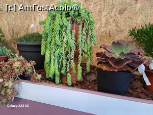 [P32] Festivalul Florilor din Madeira » foto by nicole33
 - 
<span class="allrVoted glyphicon glyphicon-heart hidden" id="av1492452"></span>
<a class="m-l-10 hidden" id="sv1492452" onclick="voting_Foto_DelVot(,1492452,4289)" role="button">șterge vot <span class="glyphicon glyphicon-remove"></span></a>
<a id="v91492452" class=" c-red"  onclick="voting_Foto_SetVot(1492452)" role="button"><span class="glyphicon glyphicon-heart-empty"></span> <b>LIKE</b> = Votează poza</a> <img class="hidden"  id="f1492452W9" src="/imagini/loader.gif" border="0" /><span class="AjErrMes hidden" id="e1492452ErM"></span>