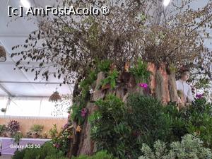 [P36] Festivalul Florilor din Madeira - un copac cu flori » foto by nicole33
 - 
<span class="allrVoted glyphicon glyphicon-heart hidden" id="av1492456"></span>
<a class="m-l-10 hidden" id="sv1492456" onclick="voting_Foto_DelVot(,1492456,4289)" role="button">șterge vot <span class="glyphicon glyphicon-remove"></span></a>
<a id="v91492456" class=" c-red"  onclick="voting_Foto_SetVot(1492456)" role="button"><span class="glyphicon glyphicon-heart-empty"></span> <b>LIKE</b> = Votează poza</a> <img class="hidden"  id="f1492456W9" src="/imagini/loader.gif" border="0" /><span class="AjErrMes hidden" id="e1492456ErM"></span>