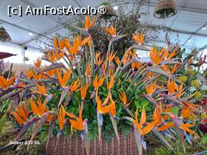 [P38] Festivalul Florilor din Madeira » foto by nicole33
 - 
<span class="allrVoted glyphicon glyphicon-heart hidden" id="av1492458"></span>
<a class="m-l-10 hidden" id="sv1492458" onclick="voting_Foto_DelVot(,1492458,4289)" role="button">șterge vot <span class="glyphicon glyphicon-remove"></span></a>
<a id="v91492458" class=" c-red"  onclick="voting_Foto_SetVot(1492458)" role="button"><span class="glyphicon glyphicon-heart-empty"></span> <b>LIKE</b> = Votează poza</a> <img class="hidden"  id="f1492458W9" src="/imagini/loader.gif" border="0" /><span class="AjErrMes hidden" id="e1492458ErM"></span>