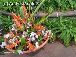 [P40] Festivalul Florilor din Madeira » foto by nicole33
 - 
<span class="allrVoted glyphicon glyphicon-heart hidden" id="av1492460"></span>
<a class="m-l-10 hidden" id="sv1492460" onclick="voting_Foto_DelVot(,1492460,4289)" role="button">șterge vot <span class="glyphicon glyphicon-remove"></span></a>
<a id="v91492460" class=" c-red"  onclick="voting_Foto_SetVot(1492460)" role="button"><span class="glyphicon glyphicon-heart-empty"></span> <b>LIKE</b> = Votează poza</a> <img class="hidden"  id="f1492460W9" src="/imagini/loader.gif" border="0" /><span class="AjErrMes hidden" id="e1492460ErM"></span>