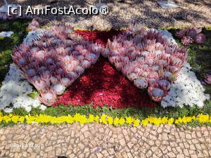 [P51] Festivalul Florilor din Madeira - detaliu covor floral » foto by nicole33
 - 
<span class="allrVoted glyphicon glyphicon-heart hidden" id="av1492471"></span>
<a class="m-l-10 hidden" id="sv1492471" onclick="voting_Foto_DelVot(,1492471,4289)" role="button">șterge vot <span class="glyphicon glyphicon-remove"></span></a>
<a id="v91492471" class=" c-red"  onclick="voting_Foto_SetVot(1492471)" role="button"><span class="glyphicon glyphicon-heart-empty"></span> <b>LIKE</b> = Votează poza</a> <img class="hidden"  id="f1492471W9" src="/imagini/loader.gif" border="0" /><span class="AjErrMes hidden" id="e1492471ErM"></span>