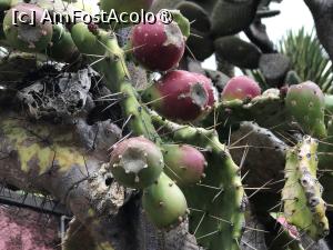 [P12] Grădina botanică din Funchal - ţepoşi :)) » foto by nicole33
 - 
<span class="allrVoted glyphicon glyphicon-heart hidden" id="av1497725"></span>
<a class="m-l-10 hidden" id="sv1497725" onclick="voting_Foto_DelVot(,1497725,4289)" role="button">șterge vot <span class="glyphicon glyphicon-remove"></span></a>
<a id="v91497725" class=" c-red"  onclick="voting_Foto_SetVot(1497725)" role="button"><span class="glyphicon glyphicon-heart-empty"></span> <b>LIKE</b> = Votează poza</a> <img class="hidden"  id="f1497725W9" src="/imagini/loader.gif" border="0" /><span class="AjErrMes hidden" id="e1497725ErM"></span>