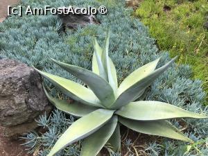 [P13] Grădina botanică din Funchal » foto by nicole33
 - 
<span class="allrVoted glyphicon glyphicon-heart hidden" id="av1497726"></span>
<a class="m-l-10 hidden" id="sv1497726" onclick="voting_Foto_DelVot(,1497726,4289)" role="button">șterge vot <span class="glyphicon glyphicon-remove"></span></a>
<a id="v91497726" class=" c-red"  onclick="voting_Foto_SetVot(1497726)" role="button"><span class="glyphicon glyphicon-heart-empty"></span> <b>LIKE</b> = Votează poza</a> <img class="hidden"  id="f1497726W9" src="/imagini/loader.gif" border="0" /><span class="AjErrMes hidden" id="e1497726ErM"></span>