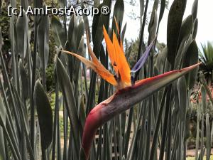 [P14] Grădina botanică din Funchal » foto by nicole33
 - 
<span class="allrVoted glyphicon glyphicon-heart hidden" id="av1497727"></span>
<a class="m-l-10 hidden" id="sv1497727" onclick="voting_Foto_DelVot(,1497727,4289)" role="button">șterge vot <span class="glyphicon glyphicon-remove"></span></a>
<a id="v91497727" class=" c-red"  onclick="voting_Foto_SetVot(1497727)" role="button"><span class="glyphicon glyphicon-heart-empty"></span> <b>LIKE</b> = Votează poza</a> <img class="hidden"  id="f1497727W9" src="/imagini/loader.gif" border="0" /><span class="AjErrMes hidden" id="e1497727ErM"></span>