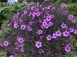 [P15] Grădina botanică din Funchal » foto by nicole33
 - 
<span class="allrVoted glyphicon glyphicon-heart hidden" id="av1497728"></span>
<a class="m-l-10 hidden" id="sv1497728" onclick="voting_Foto_DelVot(,1497728,4289)" role="button">șterge vot <span class="glyphicon glyphicon-remove"></span></a>
<a id="v91497728" class=" c-red"  onclick="voting_Foto_SetVot(1497728)" role="button"><span class="glyphicon glyphicon-heart-empty"></span> <b>LIKE</b> = Votează poza</a> <img class="hidden"  id="f1497728W9" src="/imagini/loader.gif" border="0" /><span class="AjErrMes hidden" id="e1497728ErM"></span>