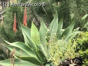 [P18] Grădina botanică din Funchal » foto by nicole33
 - 
<span class="allrVoted glyphicon glyphicon-heart hidden" id="av1497731"></span>
<a class="m-l-10 hidden" id="sv1497731" onclick="voting_Foto_DelVot(,1497731,4289)" role="button">șterge vot <span class="glyphicon glyphicon-remove"></span></a>
<a id="v91497731" class=" c-red"  onclick="voting_Foto_SetVot(1497731)" role="button"><span class="glyphicon glyphicon-heart-empty"></span> <b>LIKE</b> = Votează poza</a> <img class="hidden"  id="f1497731W9" src="/imagini/loader.gif" border="0" /><span class="AjErrMes hidden" id="e1497731ErM"></span>