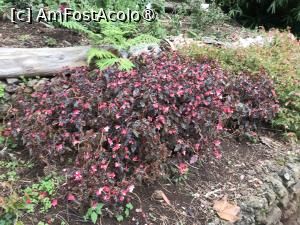 [P21] Grădina botanică din Funchal » foto by nicole33
 - 
<span class="allrVoted glyphicon glyphicon-heart hidden" id="av1497734"></span>
<a class="m-l-10 hidden" id="sv1497734" onclick="voting_Foto_DelVot(,1497734,4289)" role="button">șterge vot <span class="glyphicon glyphicon-remove"></span></a>
<a id="v91497734" class=" c-red"  onclick="voting_Foto_SetVot(1497734)" role="button"><span class="glyphicon glyphicon-heart-empty"></span> <b>LIKE</b> = Votează poza</a> <img class="hidden"  id="f1497734W9" src="/imagini/loader.gif" border="0" /><span class="AjErrMes hidden" id="e1497734ErM"></span>