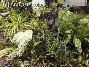 [P23] Grădina botanică din Funchal » foto by nicole33
 - 
<span class="allrVoted glyphicon glyphicon-heart hidden" id="av1497736"></span>
<a class="m-l-10 hidden" id="sv1497736" onclick="voting_Foto_DelVot(,1497736,4289)" role="button">șterge vot <span class="glyphicon glyphicon-remove"></span></a>
<a id="v91497736" class=" c-red"  onclick="voting_Foto_SetVot(1497736)" role="button"><span class="glyphicon glyphicon-heart-empty"></span> <b>LIKE</b> = Votează poza</a> <img class="hidden"  id="f1497736W9" src="/imagini/loader.gif" border="0" /><span class="AjErrMes hidden" id="e1497736ErM"></span>