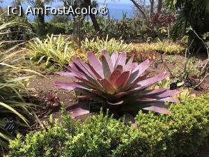 [P24] Grădina botanică din Funchal » foto by nicole33
 - 
<span class="allrVoted glyphicon glyphicon-heart hidden" id="av1497737"></span>
<a class="m-l-10 hidden" id="sv1497737" onclick="voting_Foto_DelVot(,1497737,4289)" role="button">șterge vot <span class="glyphicon glyphicon-remove"></span></a>
<a id="v91497737" class=" c-red"  onclick="voting_Foto_SetVot(1497737)" role="button"><span class="glyphicon glyphicon-heart-empty"></span> <b>LIKE</b> = Votează poza</a> <img class="hidden"  id="f1497737W9" src="/imagini/loader.gif" border="0" /><span class="AjErrMes hidden" id="e1497737ErM"></span>