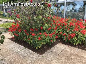 [P28] Grădina botanică din Funchal » foto by nicole33
 - 
<span class="allrVoted glyphicon glyphicon-heart hidden" id="av1497741"></span>
<a class="m-l-10 hidden" id="sv1497741" onclick="voting_Foto_DelVot(,1497741,4289)" role="button">șterge vot <span class="glyphicon glyphicon-remove"></span></a>
<a id="v91497741" class=" c-red"  onclick="voting_Foto_SetVot(1497741)" role="button"><span class="glyphicon glyphicon-heart-empty"></span> <b>LIKE</b> = Votează poza</a> <img class="hidden"  id="f1497741W9" src="/imagini/loader.gif" border="0" /><span class="AjErrMes hidden" id="e1497741ErM"></span>