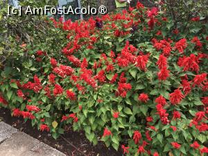 [P31] Grădina botanică din Funchal » foto by nicole33
 - 
<span class="allrVoted glyphicon glyphicon-heart hidden" id="av1497744"></span>
<a class="m-l-10 hidden" id="sv1497744" onclick="voting_Foto_DelVot(,1497744,4289)" role="button">șterge vot <span class="glyphicon glyphicon-remove"></span></a>
<a id="v91497744" class=" c-red"  onclick="voting_Foto_SetVot(1497744)" role="button"><span class="glyphicon glyphicon-heart-empty"></span> <b>LIKE</b> = Votează poza</a> <img class="hidden"  id="f1497744W9" src="/imagini/loader.gif" border="0" /><span class="AjErrMes hidden" id="e1497744ErM"></span>