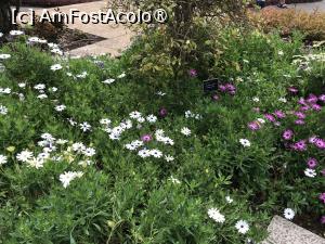 [P32] Grădina botanică din Funchal » foto by nicole33
 - 
<span class="allrVoted glyphicon glyphicon-heart hidden" id="av1497745"></span>
<a class="m-l-10 hidden" id="sv1497745" onclick="voting_Foto_DelVot(,1497745,4289)" role="button">șterge vot <span class="glyphicon glyphicon-remove"></span></a>
<a id="v91497745" class=" c-red"  onclick="voting_Foto_SetVot(1497745)" role="button"><span class="glyphicon glyphicon-heart-empty"></span> <b>LIKE</b> = Votează poza</a> <img class="hidden"  id="f1497745W9" src="/imagini/loader.gif" border="0" /><span class="AjErrMes hidden" id="e1497745ErM"></span>