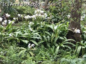 [P34] Grădina botanică din Funchal » foto by nicole33
 - 
<span class="allrVoted glyphicon glyphicon-heart hidden" id="av1497747"></span>
<a class="m-l-10 hidden" id="sv1497747" onclick="voting_Foto_DelVot(,1497747,4289)" role="button">șterge vot <span class="glyphicon glyphicon-remove"></span></a>
<a id="v91497747" class=" c-red"  onclick="voting_Foto_SetVot(1497747)" role="button"><span class="glyphicon glyphicon-heart-empty"></span> <b>LIKE</b> = Votează poza</a> <img class="hidden"  id="f1497747W9" src="/imagini/loader.gif" border="0" /><span class="AjErrMes hidden" id="e1497747ErM"></span>