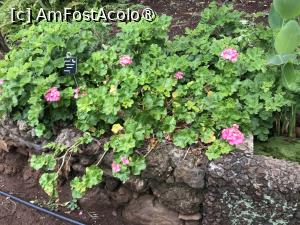 [P35] Grădina botanică din Funchal » foto by nicole33
 - 
<span class="allrVoted glyphicon glyphicon-heart hidden" id="av1497748"></span>
<a class="m-l-10 hidden" id="sv1497748" onclick="voting_Foto_DelVot(,1497748,4289)" role="button">șterge vot <span class="glyphicon glyphicon-remove"></span></a>
<a id="v91497748" class=" c-red"  onclick="voting_Foto_SetVot(1497748)" role="button"><span class="glyphicon glyphicon-heart-empty"></span> <b>LIKE</b> = Votează poza</a> <img class="hidden"  id="f1497748W9" src="/imagini/loader.gif" border="0" /><span class="AjErrMes hidden" id="e1497748ErM"></span>