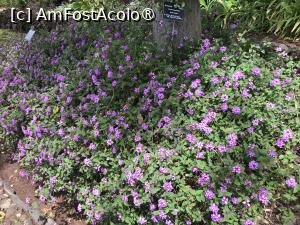 [P37] Grădina botanică din Funchal » foto by nicole33
 - 
<span class="allrVoted glyphicon glyphicon-heart hidden" id="av1497750"></span>
<a class="m-l-10 hidden" id="sv1497750" onclick="voting_Foto_DelVot(,1497750,4289)" role="button">șterge vot <span class="glyphicon glyphicon-remove"></span></a>
<a id="v91497750" class=" c-red"  onclick="voting_Foto_SetVot(1497750)" role="button"><span class="glyphicon glyphicon-heart-empty"></span> <b>LIKE</b> = Votează poza</a> <img class="hidden"  id="f1497750W9" src="/imagini/loader.gif" border="0" /><span class="AjErrMes hidden" id="e1497750ErM"></span>