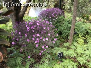 [P41] Grădina botanică din Funchal » foto by nicole33
 - 
<span class="allrVoted glyphicon glyphicon-heart hidden" id="av1497754"></span>
<a class="m-l-10 hidden" id="sv1497754" onclick="voting_Foto_DelVot(,1497754,4289)" role="button">șterge vot <span class="glyphicon glyphicon-remove"></span></a>
<a id="v91497754" class=" c-red"  onclick="voting_Foto_SetVot(1497754)" role="button"><span class="glyphicon glyphicon-heart-empty"></span> <b>LIKE</b> = Votează poza</a> <img class="hidden"  id="f1497754W9" src="/imagini/loader.gif" border="0" /><span class="AjErrMes hidden" id="e1497754ErM"></span>