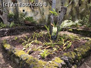 [P44] Grădina botanică din Funchal » foto by nicole33
 - 
<span class="allrVoted glyphicon glyphicon-heart hidden" id="av1497757"></span>
<a class="m-l-10 hidden" id="sv1497757" onclick="voting_Foto_DelVot(,1497757,4289)" role="button">șterge vot <span class="glyphicon glyphicon-remove"></span></a>
<a id="v91497757" class=" c-red"  onclick="voting_Foto_SetVot(1497757)" role="button"><span class="glyphicon glyphicon-heart-empty"></span> <b>LIKE</b> = Votează poza</a> <img class="hidden"  id="f1497757W9" src="/imagini/loader.gif" border="0" /><span class="AjErrMes hidden" id="e1497757ErM"></span>