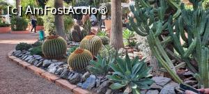 [P69] Marrakech, Complexul Hotelier Mamounia, prin Grădină printre cactuși, în prim plan cactuși „Perna Soacrei” » foto by mprofeanu
 - 
<span class="allrVoted glyphicon glyphicon-heart hidden" id="av1474853"></span>
<a class="m-l-10 hidden" id="sv1474853" onclick="voting_Foto_DelVot(,1474853,4416)" role="button">șterge vot <span class="glyphicon glyphicon-remove"></span></a>
<a id="v91474853" class=" c-red"  onclick="voting_Foto_SetVot(1474853)" role="button"><span class="glyphicon glyphicon-heart-empty"></span> <b>LIKE</b> = Votează poza</a> <img class="hidden"  id="f1474853W9" src="/imagini/loader.gif" border="0" /><span class="AjErrMes hidden" id="e1474853ErM"></span>