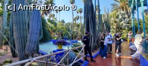 [P49] Marrakech, Grădina Majorelle, Colecția de Cactuși și Fântâna » foto by mprofeanu
 - 
<span class="allrVoted glyphicon glyphicon-heart hidden" id="av1483296"></span>
<a class="m-l-10 hidden" id="sv1483296" onclick="voting_Foto_DelVot(,1483296,4416)" role="button">șterge vot <span class="glyphicon glyphicon-remove"></span></a>
<a id="v91483296" class=" c-red"  onclick="voting_Foto_SetVot(1483296)" role="button"><span class="glyphicon glyphicon-heart-empty"></span> <b>LIKE</b> = Votează poza</a> <img class="hidden"  id="f1483296W9" src="/imagini/loader.gif" border="0" /><span class="AjErrMes hidden" id="e1483296ErM"></span>