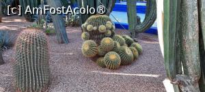[P53] Marrakech, Grădina Majorelle, Colecția de Cactuși » foto by mprofeanu
 - 
<span class="allrVoted glyphicon glyphicon-heart hidden" id="av1483300"></span>
<a class="m-l-10 hidden" id="sv1483300" onclick="voting_Foto_DelVot(,1483300,4416)" role="button">șterge vot <span class="glyphicon glyphicon-remove"></span></a>
<a id="v91483300" class=" c-red"  onclick="voting_Foto_SetVot(1483300)" role="button"><span class="glyphicon glyphicon-heart-empty"></span> <b>LIKE</b> = Votează poza</a> <img class="hidden"  id="f1483300W9" src="/imagini/loader.gif" border="0" /><span class="AjErrMes hidden" id="e1483300ErM"></span>