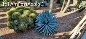 [P54] Marrakech, Grădina Majorelle, Colecția de Cactuși » foto by mprofeanu
 - 
<span class="allrVoted glyphicon glyphicon-heart hidden" id="av1483301"></span>
<a class="m-l-10 hidden" id="sv1483301" onclick="voting_Foto_DelVot(,1483301,4416)" role="button">șterge vot <span class="glyphicon glyphicon-remove"></span></a>
<a id="v91483301" class=" c-red"  onclick="voting_Foto_SetVot(1483301)" role="button"><span class="glyphicon glyphicon-heart-empty"></span> <b>LIKE</b> = Votează poza</a> <img class="hidden"  id="f1483301W9" src="/imagini/loader.gif" border="0" /><span class="AjErrMes hidden" id="e1483301ErM"></span>