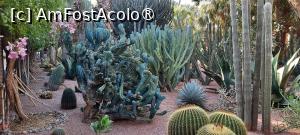 [P55] Marrakech, Grădina Majorelle, Colecția de Cactuși » foto by mprofeanu
 - 
<span class="allrVoted glyphicon glyphicon-heart hidden" id="av1483302"></span>
<a class="m-l-10 hidden" id="sv1483302" onclick="voting_Foto_DelVot(,1483302,4416)" role="button">șterge vot <span class="glyphicon glyphicon-remove"></span></a>
<a id="v91483302" class=" c-red"  onclick="voting_Foto_SetVot(1483302)" role="button"><span class="glyphicon glyphicon-heart-empty"></span> <b>LIKE</b> = Votează poza</a> <img class="hidden"  id="f1483302W9" src="/imagini/loader.gif" border="0" /><span class="AjErrMes hidden" id="e1483302ErM"></span>