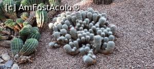 [P56] Marrakech, Grădina Majorelle, Colecția de Cactuși » foto by mprofeanu
 - 
<span class="allrVoted glyphicon glyphicon-heart hidden" id="av1483303"></span>
<a class="m-l-10 hidden" id="sv1483303" onclick="voting_Foto_DelVot(,1483303,4416)" role="button">șterge vot <span class="glyphicon glyphicon-remove"></span></a>
<a id="v91483303" class=" c-red"  onclick="voting_Foto_SetVot(1483303)" role="button"><span class="glyphicon glyphicon-heart-empty"></span> <b>LIKE</b> = Votează poza</a> <img class="hidden"  id="f1483303W9" src="/imagini/loader.gif" border="0" /><span class="AjErrMes hidden" id="e1483303ErM"></span>