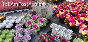 P16 [OCT-2019] Piaţă de flori în centrul oraşului