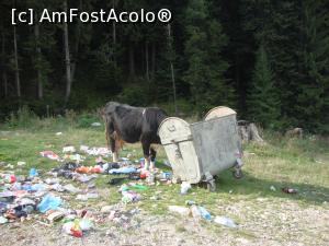 [P06] Iată vaca pasionată de tomberoane despre care am scris în articol; acest animal rivalizează cu urșii care mai coboară uneori prin stațiuni în căutare de hrană. Priviți ce dezastru a făcut Joiana noastră!  » foto by Floryn81
 - 
<span class="allrVoted glyphicon glyphicon-heart hidden" id="av792656"></span>
<a class="m-l-10 hidden" id="sv792656" onclick="voting_Foto_DelVot(,792656,4537)" role="button">șterge vot <span class="glyphicon glyphicon-remove"></span></a>
<a id="v9792656" class=" c-red"  onclick="voting_Foto_SetVot(792656)" role="button"><span class="glyphicon glyphicon-heart-empty"></span> <b>LIKE</b> = Votează poza</a> <img class="hidden"  id="f792656W9" src="/imagini/loader.gif" border="0" /><span class="AjErrMes hidden" id="e792656ErM"></span>