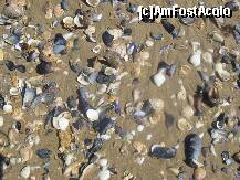 P04 [APR-2011] Sunt multe scoici mari si intacte pe plaje