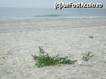 P06 [JUL-2009] Asa arata plaja salbatica de la Vadu