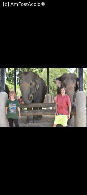 [P02] Samui Elephant Jungle Sanctuary » foto by elenaadina
 - 
<span class="allrVoted glyphicon glyphicon-heart hidden" id="av1527464"></span>
<a class="m-l-10 hidden" id="sv1527464" onclick="voting_Foto_DelVot(,1527464,4636)" role="button">șterge vot <span class="glyphicon glyphicon-remove"></span></a>
<a id="v91527464" class=" c-red"  onclick="voting_Foto_SetVot(1527464)" role="button"><span class="glyphicon glyphicon-heart-empty"></span> <b>LIKE</b> = Votează poza</a> <img class="hidden"  id="f1527464W9" src="/imagini/loader.gif" border="0" /><span class="AjErrMes hidden" id="e1527464ErM"></span>