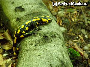 [P78] Salamandra in Padurea Olanesti » foto by Tzutzuricu40
 - 
<span class="allrVoted glyphicon glyphicon-heart hidden" id="av427908"></span>
<a class="m-l-10 hidden" id="sv427908" onclick="voting_Foto_DelVot(,427908,4666)" role="button">șterge vot <span class="glyphicon glyphicon-remove"></span></a>
<a id="v9427908" class=" c-red"  onclick="voting_Foto_SetVot(427908)" role="button"><span class="glyphicon glyphicon-heart-empty"></span> <b>LIKE</b> = Votează poza</a> <img class="hidden"  id="f427908W9" src="/imagini/loader.gif" border="0" /><span class="AjErrMes hidden" id="e427908ErM"></span>