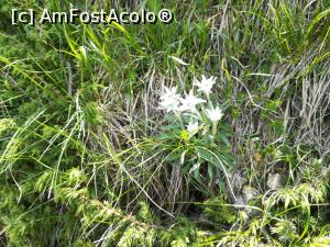 [P28] Alte flori de colț » foto by Mika
 - 
<span class="allrVoted glyphicon glyphicon-heart hidden" id="av1080452"></span>
<a class="m-l-10 hidden" id="sv1080452" onclick="voting_Foto_DelVot(,1080452,4696)" role="button">șterge vot <span class="glyphicon glyphicon-remove"></span></a>
<a id="v91080452" class=" c-red"  onclick="voting_Foto_SetVot(1080452)" role="button"><span class="glyphicon glyphicon-heart-empty"></span> <b>LIKE</b> = Votează poza</a> <img class="hidden"  id="f1080452W9" src="/imagini/loader.gif" border="0" /><span class="AjErrMes hidden" id="e1080452ErM"></span>
