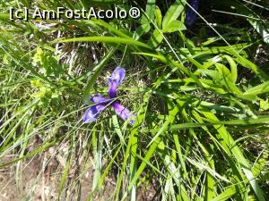 [P30] Stinjenel de munte » foto by Mika
 - 
<span class="allrVoted glyphicon glyphicon-heart hidden" id="av1080454"></span>
<a class="m-l-10 hidden" id="sv1080454" onclick="voting_Foto_DelVot(,1080454,4696)" role="button">șterge vot <span class="glyphicon glyphicon-remove"></span></a>
<a id="v91080454" class=" c-red"  onclick="voting_Foto_SetVot(1080454)" role="button"><span class="glyphicon glyphicon-heart-empty"></span> <b>LIKE</b> = Votează poza</a> <img class="hidden"  id="f1080454W9" src="/imagini/loader.gif" border="0" /><span class="AjErrMes hidden" id="e1080454ErM"></span>