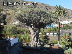 [P10] Tenerife - Parque del Drago, faimosul arbore El Drago Milenario. » foto by iulianic
 - 
<span class="allrVoted glyphicon glyphicon-heart hidden" id="av1423422"></span>
<a class="m-l-10 hidden" id="sv1423422" onclick="voting_Foto_DelVot(,1423422,4873)" role="button">șterge vot <span class="glyphicon glyphicon-remove"></span></a>
<a id="v91423422" class=" c-red"  onclick="voting_Foto_SetVot(1423422)" role="button"><span class="glyphicon glyphicon-heart-empty"></span> <b>LIKE</b> = Votează poza</a> <img class="hidden"  id="f1423422W9" src="/imagini/loader.gif" border="0" /><span class="AjErrMes hidden" id="e1423422ErM"></span>