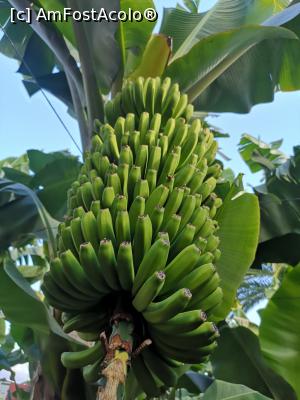 P08 [FEB-2020] Celebrele „platano” - banane mici și aromate, specifice Insulelor Canare; Tenerife e împânzită de plantații terasate de banane