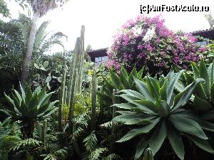 P34 [AUG-2013] Spain Tenerife - Vizitare Loro Parque (1) 