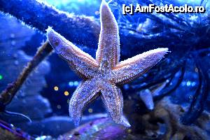 [P21] Sea Life - Steluta mea norocoasa.  » foto by MCM
 - 
<span class="allrVoted glyphicon glyphicon-heart hidden" id="av478886"></span>
<a class="m-l-10 hidden" id="sv478886" onclick="voting_Foto_DelVot(,478886,4900)" role="button">șterge vot <span class="glyphicon glyphicon-remove"></span></a>
<a id="v9478886" class=" c-red"  onclick="voting_Foto_SetVot(478886)" role="button"><span class="glyphicon glyphicon-heart-empty"></span> <b>LIKE</b> = Votează poza</a> <img class="hidden"  id="f478886W9" src="/imagini/loader.gif" border="0" /><span class="AjErrMes hidden" id="e478886ErM"></span>