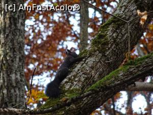 [P07] O veveriță jucăușă pe Traseul eco-didactic al Sării - Sovata.  » foto by tata123 🔱
 - 
<span class="allrVoted glyphicon glyphicon-heart hidden" id="av1029116"></span>
<a class="m-l-10 hidden" id="sv1029116" onclick="voting_Foto_DelVot(,1029116,4909)" role="button">șterge vot <span class="glyphicon glyphicon-remove"></span></a>
<a id="v91029116" class=" c-red"  onclick="voting_Foto_SetVot(1029116)" role="button"><span class="glyphicon glyphicon-heart-empty"></span> <b>LIKE</b> = Votează poza</a> <img class="hidden"  id="f1029116W9" src="/imagini/loader.gif" border="0" /><span class="AjErrMes hidden" id="e1029116ErM"></span>