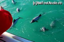 P18 [JUL-1994] Delfini nostri ,obisnuiti la cerseala